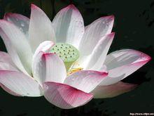 淨土宗[佛教宗派]