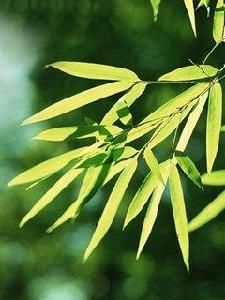 東湖新竹 東湖新竹