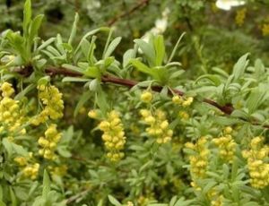 普蘭小檗 普蘭小檗