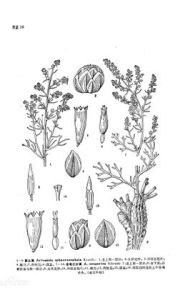 準噶爾沙蒿 準噶爾沙蒿