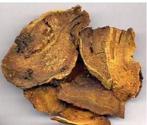 河套大黃 河套大黃