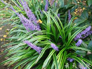 湖北麥冬 湖北麥冬