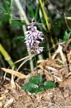 附片鼠尾草 附片鼠尾草