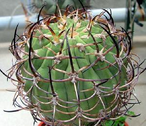 極光球屬 五百津玉