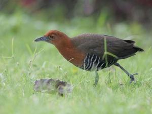 白喉斑秧雞南亞亞種(圖2)