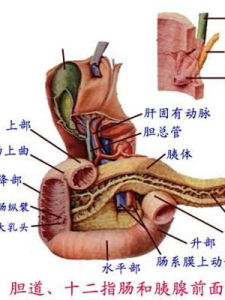 墨菲氏征 墨菲氏征
