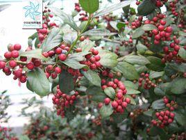 枸骨葉冬青