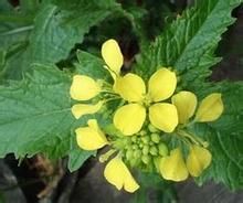 兔耳芥菜 兔耳芥菜