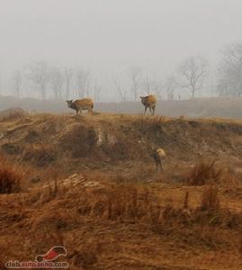 江蘇大豐麋鹿國家級自然保護區