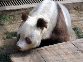 白色大熊貓