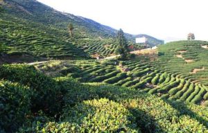 漆樹壩村 漆樹壩村