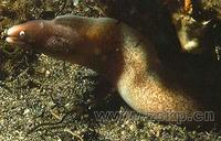 異紋裸胸鱔 異紋裸胸鱔