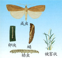 二化螟黑卵蜂 二化螟黑卵蜂