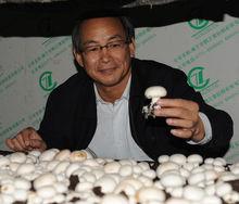 雲表鎮蘑菇生產基地