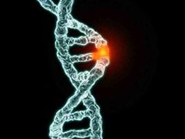 基因型相關性 基因型相關性