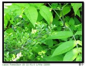 擬鈍齒冬青 擬鈍齒冬青