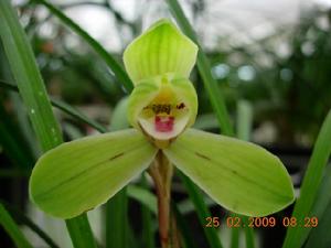 雙唇蘭屬 雙唇蘭屬