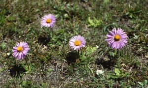 線舌紫菀 線舌紫菀