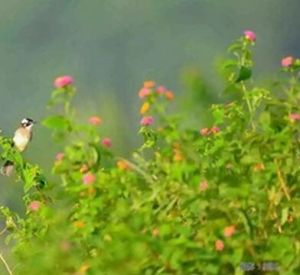 白頭蟹甲草 白頭蟹甲草