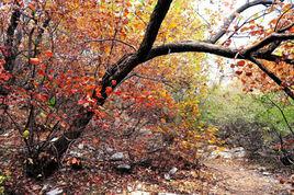 野田紅葉 野田紅葉