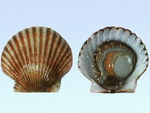 燈塔扇貝 燈塔扇貝