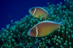 咖啡小丑 咖啡小丑