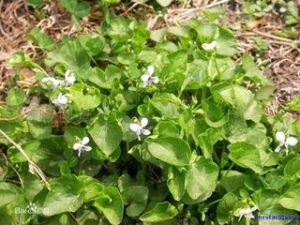 多形堇菜 多形堇菜