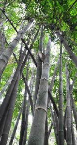 白毛巨竹 白毛巨竹