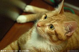 短毛家貓 短毛家貓