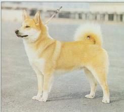 冰島犬 冰島犬