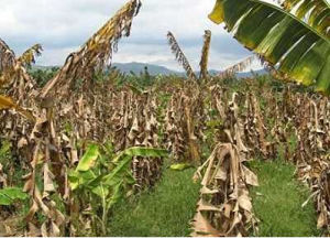 香蕉細菌性枯萎病菌 香蕉細菌性枯萎病菌