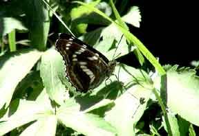 橫眉線蛺蝶 橫眉線蛺蝶