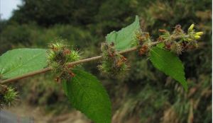 毛刺蒴麻 毛刺蒴麻