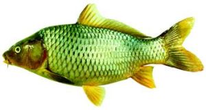 新鰭亞綱 新鰭亞綱