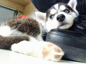 西伯利亞雪橇犬