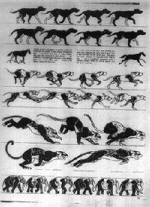 四足動物 四足動物