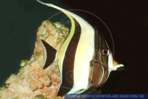 角蝶魚科 角蝶魚科