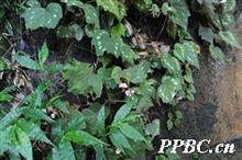 花葉秋海棠 Begonia cathayana