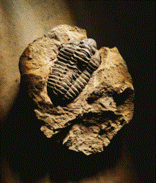 三葉形亞門 三葉形亞門