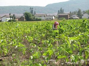 楊李登村發展重點-桑葉