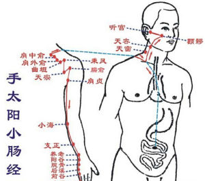 手太陽小腸經