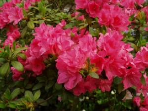 肉紅杜鵑 肉紅杜鵑