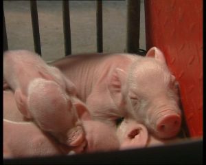 母豬繁殖障礙 母豬繁殖障礙