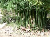 迤蚱自然村自然資源－竹子