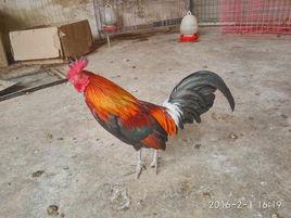 原雞滇南亞種 原雞滇南亞種