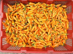 得榮樹椒(友多網提供)