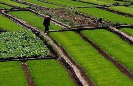 農村土地產權制度 農村土地產權制度