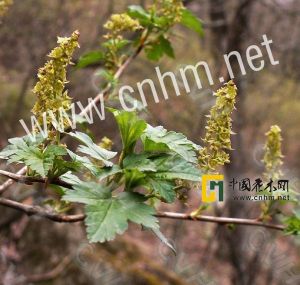 綠花茶藨子 綠花茶藨子