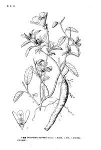 十裂葵（海南植物志）圖版23