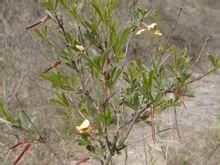 北疆錦雞兒 北疆錦雞兒